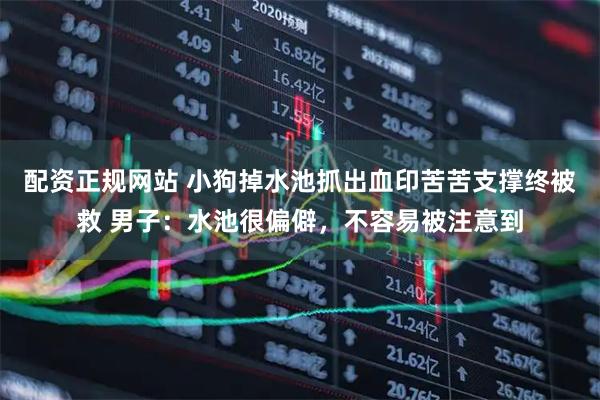 配资正规网站 小狗掉水池抓出血印苦苦支撑终被救 男子：水池很偏僻，不容易被注意到